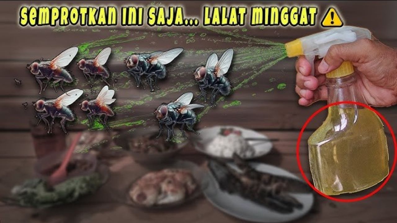 5 Cara Mengusir Lalat di Rumah, Mudah Dicoba dan Cukup Ampuh! 