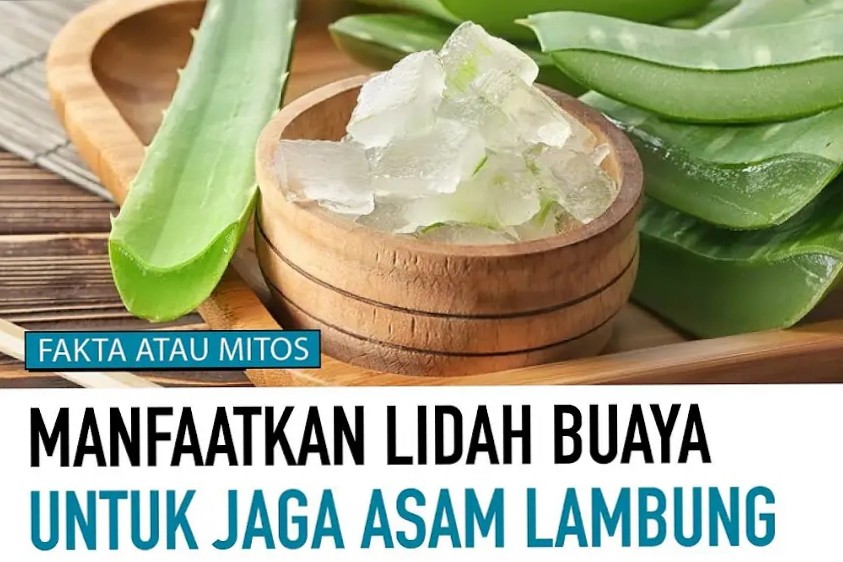 Ini Dia Khasiat Lidah Buaya untuk Lambung yang Bisa Mencegah Muntah dan Sakit Perut