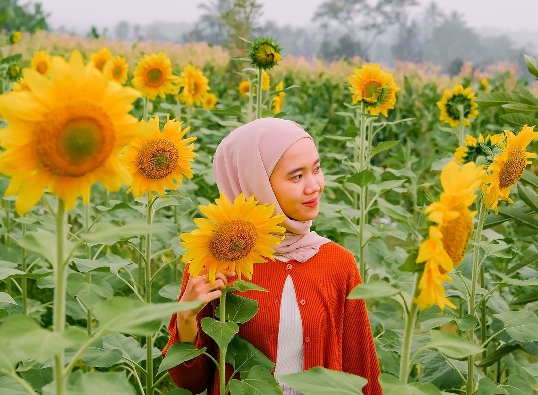 Viral Hamparan Kebun Bunga Matahari di Batang, Ini Lokasi Lengkapnya!