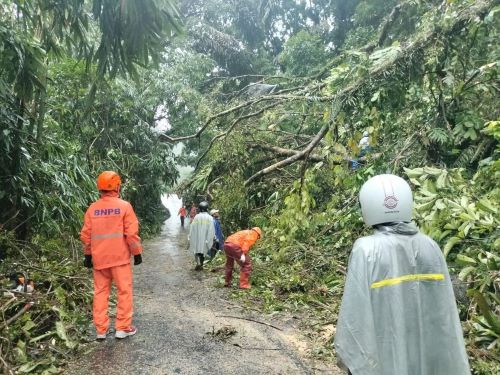 Pohon Tumbang Tutup Akses Jalan Raya Petungkriyono, Butuh 3 Jam Aparat Gabungkan Evakuasi Pohon Tumbang