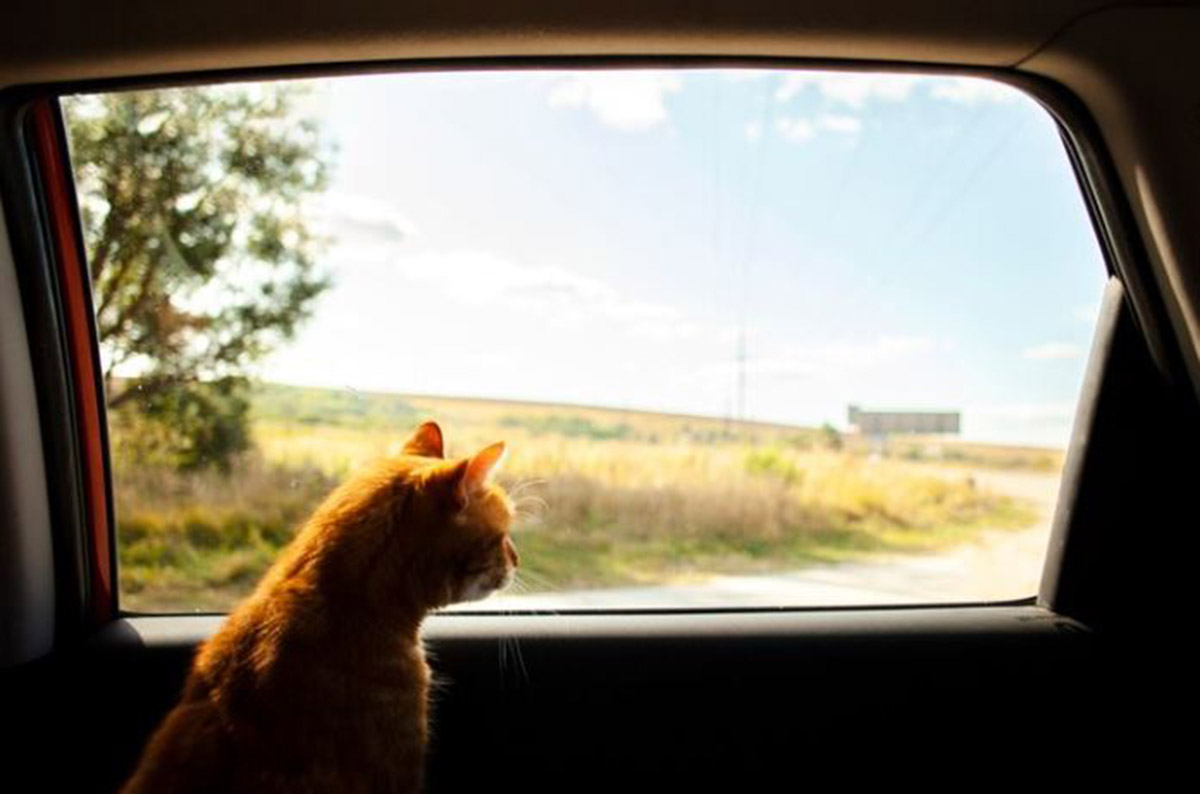 Apakah Kucing Bisa Mabuk Perjalanan? Ini Dia Fakta-Fakta Mengejutkan yang Harus Kamu Ketahui!