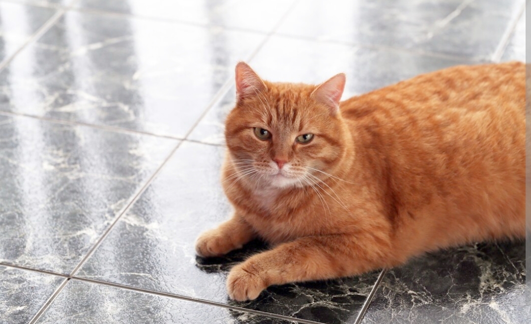 Sudah Terbukti, Berikut Merk Pakan Penggemuk Kucing, Kucingmu Langsung Gemuk dan Sehat!