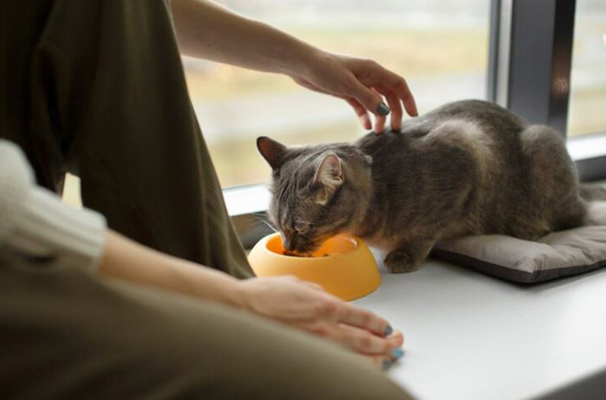 Merk Pakan Kucing Terbaik Berkualitas Tinggi, Sudah Terbukti Banyak yang Cari