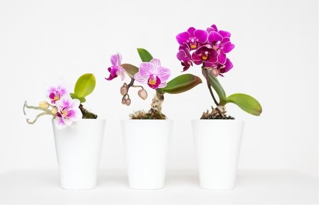 Ternyata Sangat Gampang, Inilah 5 Cara Menanam Bunga Anggrek di Rumah, Pemula Tidak Usah Minder