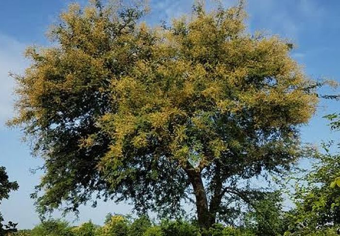 Pohon yang Mujarab! 4 Manfaat Tanaman Babul Kaya akan Kegunaannya, Bisa jadi Obat Tradisional
