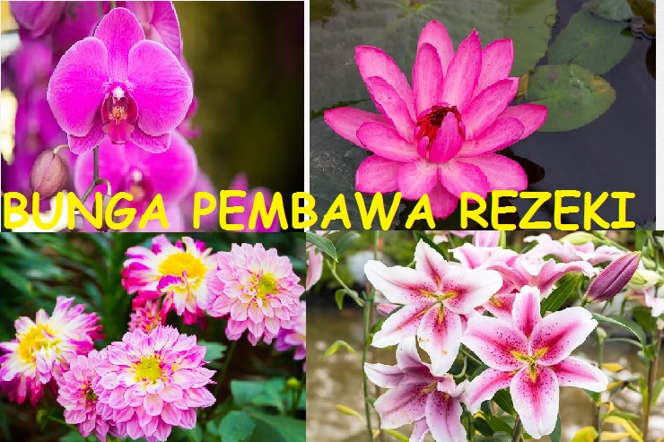 Inilah 6 Bunga Pembawa Rezeki yang Dapat Mempercantik Halaman Rumah, Datangkan Keberuntungan dan Kemakmuran