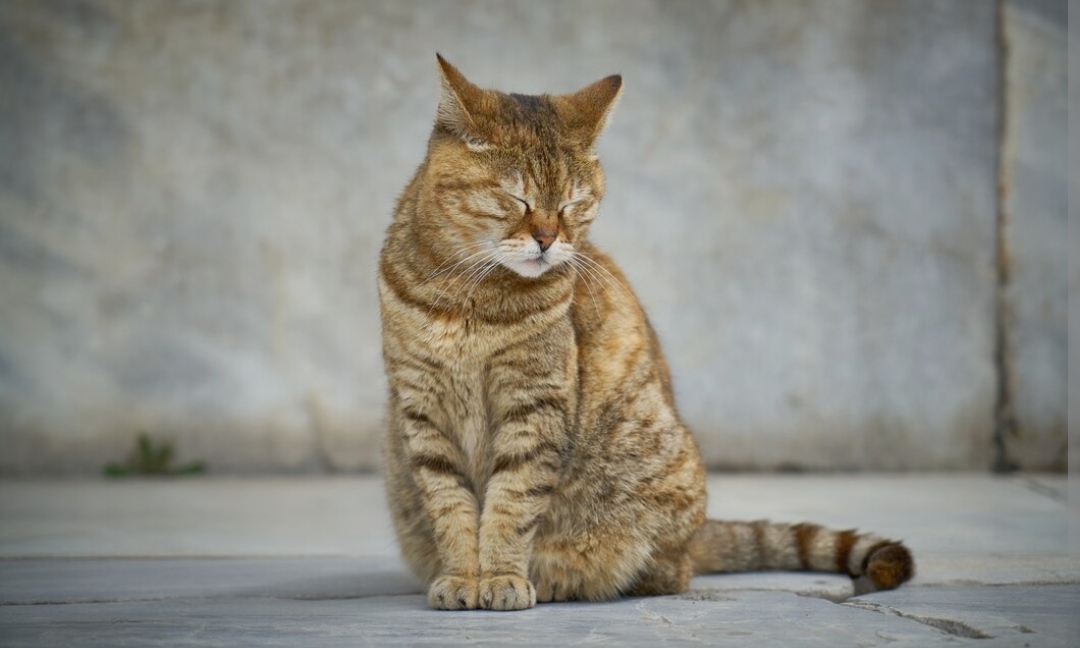 Kenali Sebelum Memburuk, Inilah Ciri-ciri Kucing Stress, Langsung Ambil Tindakan!
