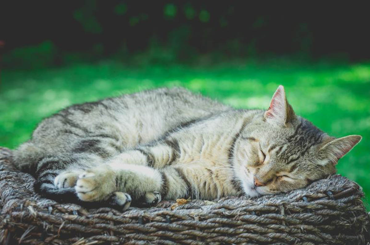 Penanda Hilangnya Rezeki! Mitos Kucing Mati di Sekitar Rumah Menurut Primbon Jawa, Apa yang Harus Dilakukan?