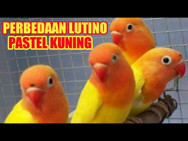 Pecinta Lovebird Wajib Tahu! 5 Perbedaan dari Burung Lovebird Lutino dan Pastel Kuning