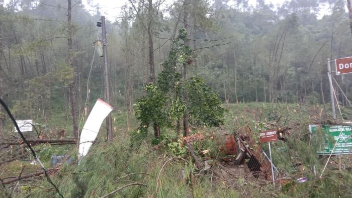 Petungkriyono Dihajar Angin Kencang, Rumah dan Sekolah Tertimpa Pohon Tumbang
