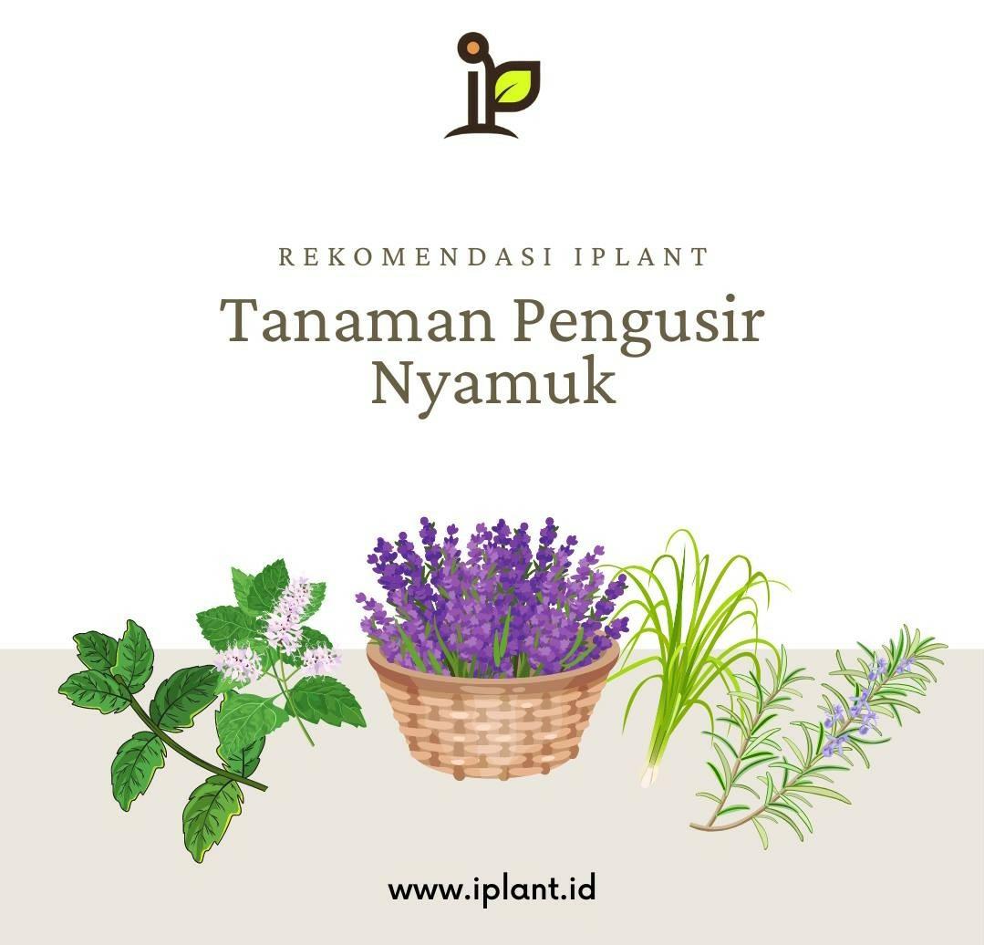 Cepat Usir Nyamuk! 4 Tanaman Bunga Anti Nyamuk, Cocok Indoor ataupun Outdoor