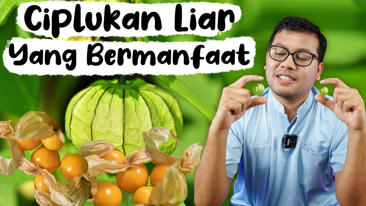 Jangan Sepelekan, Daun Ciplukan Manfaatnya Banyak! Ini 3 Cara Pengolahanya Daun Ciplukan