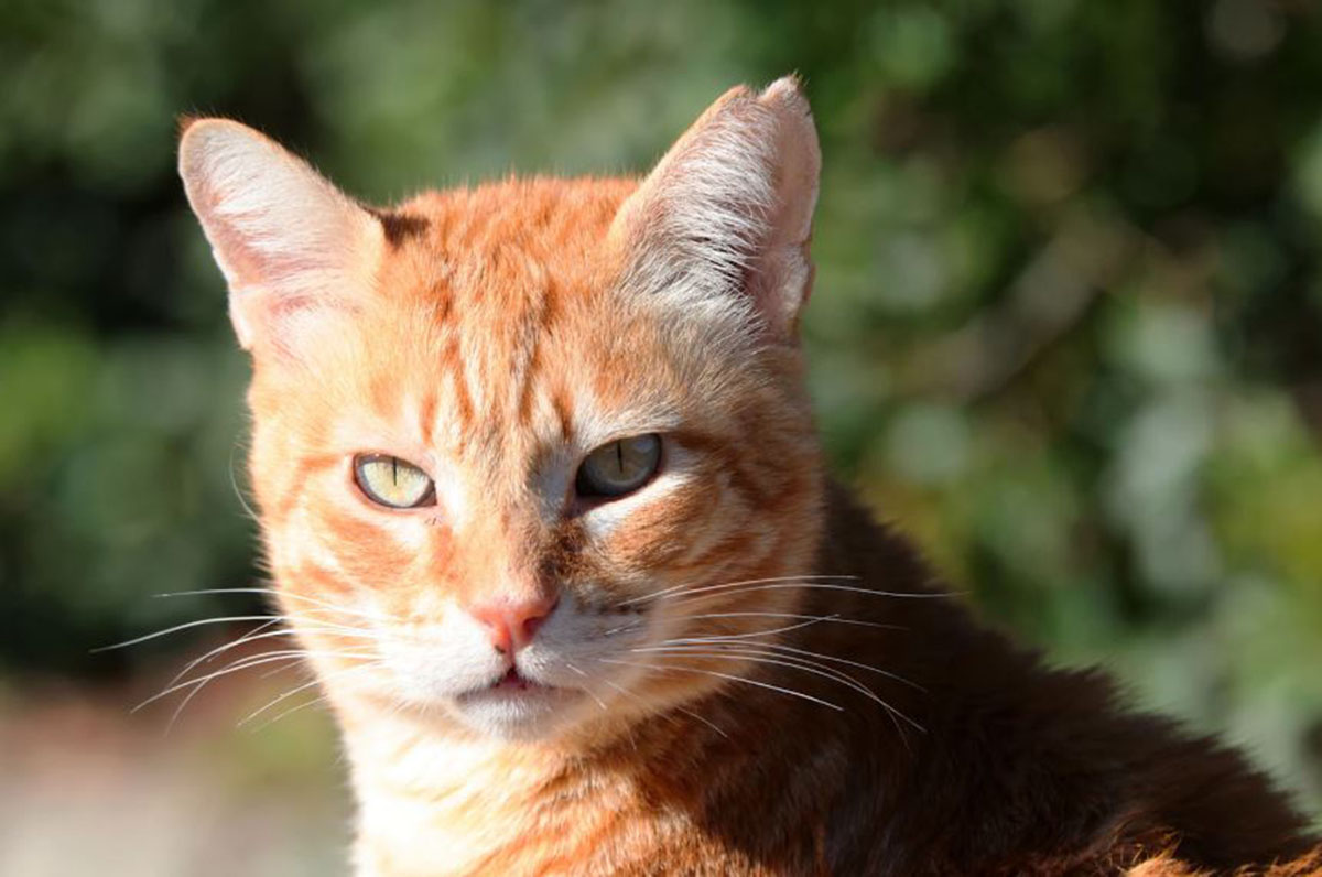 Fakta Menarik di Balik Mitos Kucing Oren: Enggak Cuma Barbar, Mereka Juga Mendatangkan Rezeki