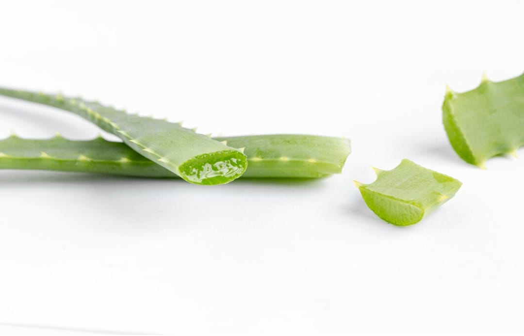 Ternyata Ini 4 Manfaat Aloe Vera untuk Rambut yang Tak Banyak Orang Tahu!