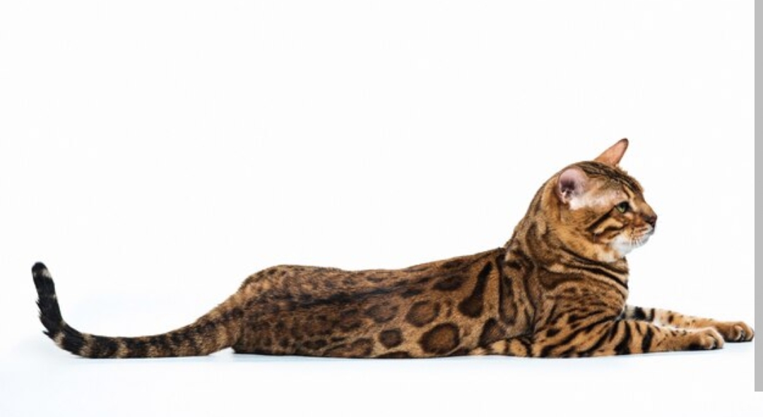 Wow Fantastis Inilah Ras Kucing Termahal di Dunia, Tertarik Mengadopsinya di Rumah?