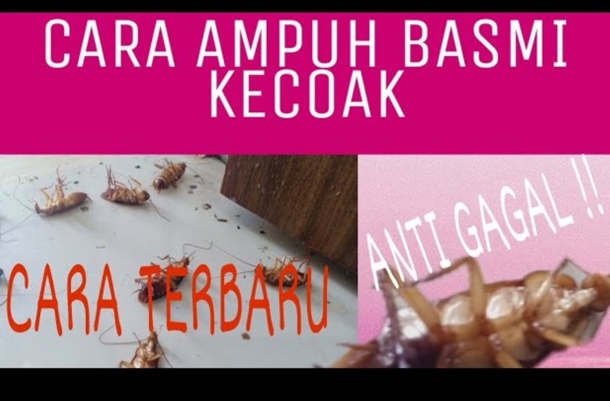 Inilah 5 Cara Ampuh Mengusir Kecoa Secara Permanen dengan Mudah dan Tepat! Dijamin Kecoa Menghilang Seketika