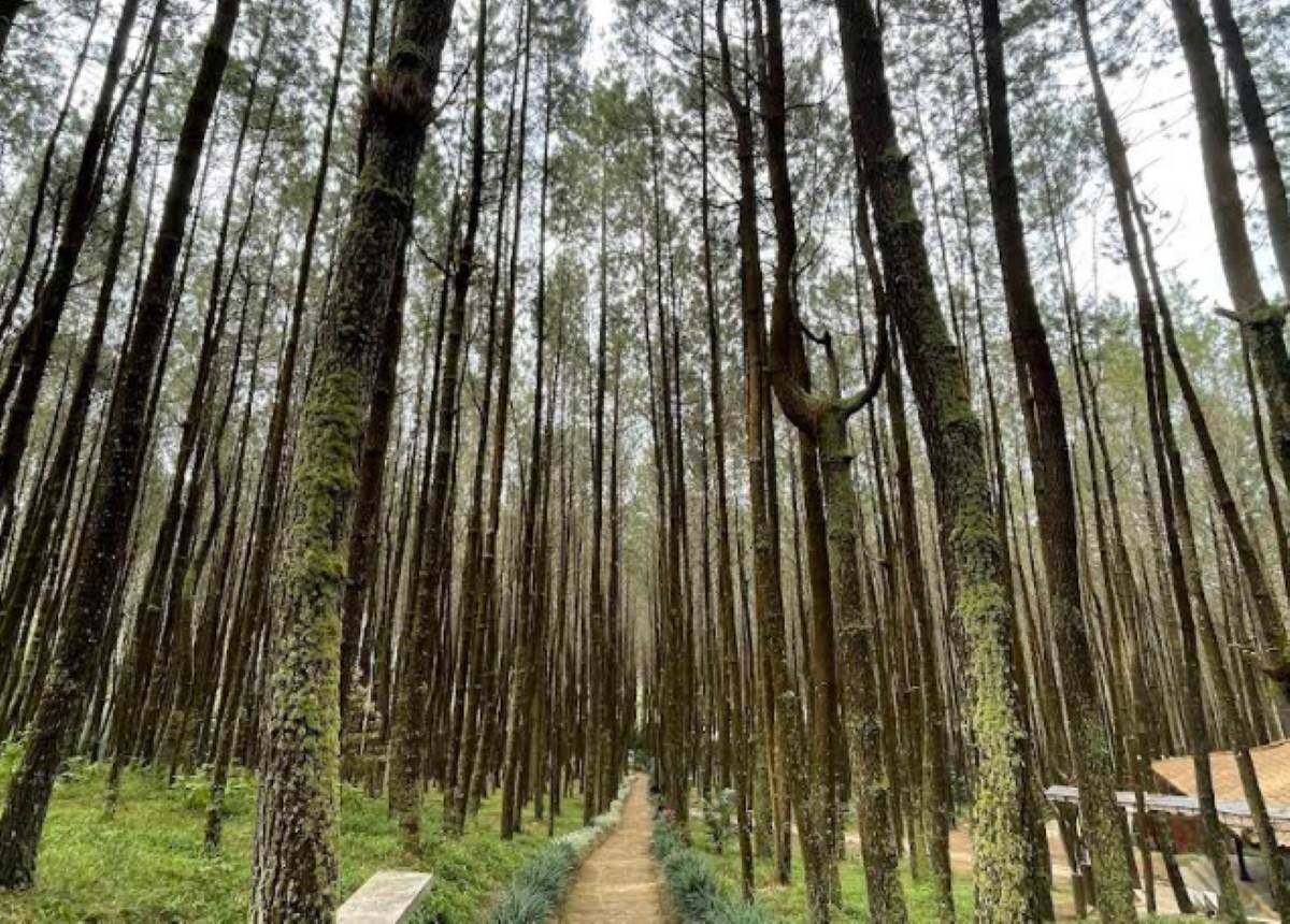 5 Destinasi Wisata Alam yang Wajib Dikunjungi di Semarang untuk Menyegarkan Pikiran