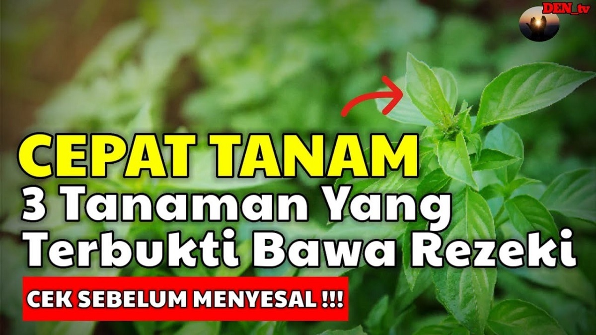 Belum Banyak Orang Tahu, Inilah 3 Tanaman Pembawa Rezeki Berlimpah, Buruan Tanam!