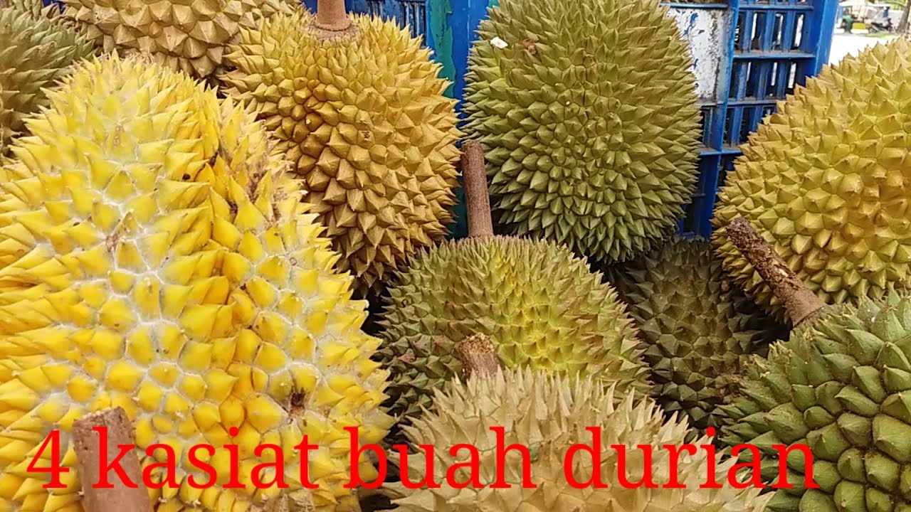 Inilah 3 Manfaat Makan Durian Sebelum Tidur, Ternyata Mampu Cegah Penyakit! Mau Tahu Apa Saja?