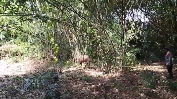 Polsek Karangdadap Evakuasi Kerbau Mengamuk yang Hilang Selama 2 Hari