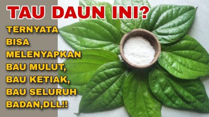 Cuma 1 Bahan: Cara Menggunakan Daun Sirih untuk Menghilangkan Bau Ketiak, Tips Simpel Bebas Bau Badan Seharian