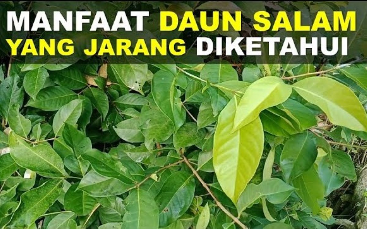 Selain Muntaber, Inilah 5 Manfaat Daun Salam untuk Kesehatan Tubuh yang Baik untuk Anak Muda Hingga Lansia!