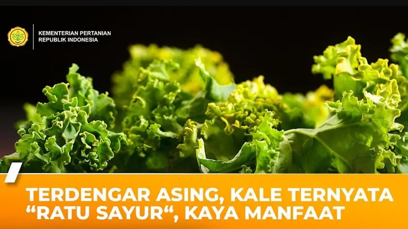 Sampai Dijuluki Sayur Ratu, Yuk Simak Apa Sih Keistimewaan Sayur Kale?