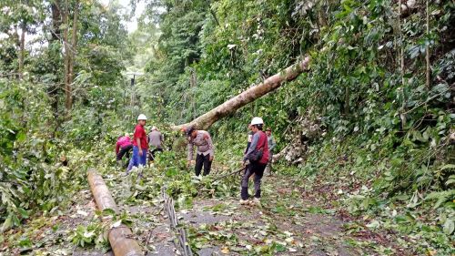 Hujan Deras, Pohon dan Tiang Listrik di Jalur Pegunungan Kabupaten Pekalongan Bertumbangan