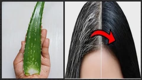 Inilah 3 Cara Menghitamkan Rambut Beruban dengan Lidah Buaya, Efektif Usir Rambut Putih Tanpa Dicabut
