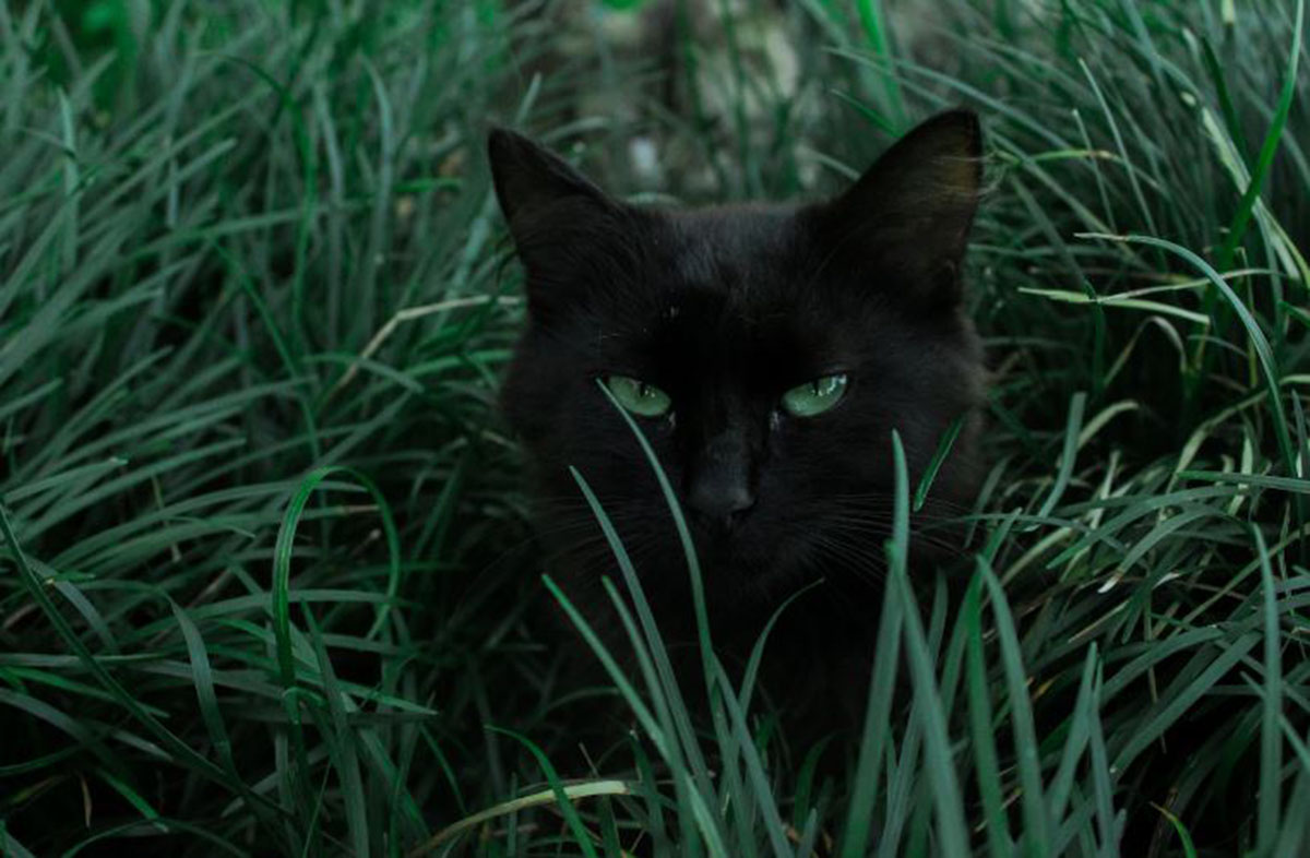 Ternyata Ini Arti Kucing Masuk Rumah menurut Primbon Jawa, Benarkah Bisa Membuka Pintu Rezeki?