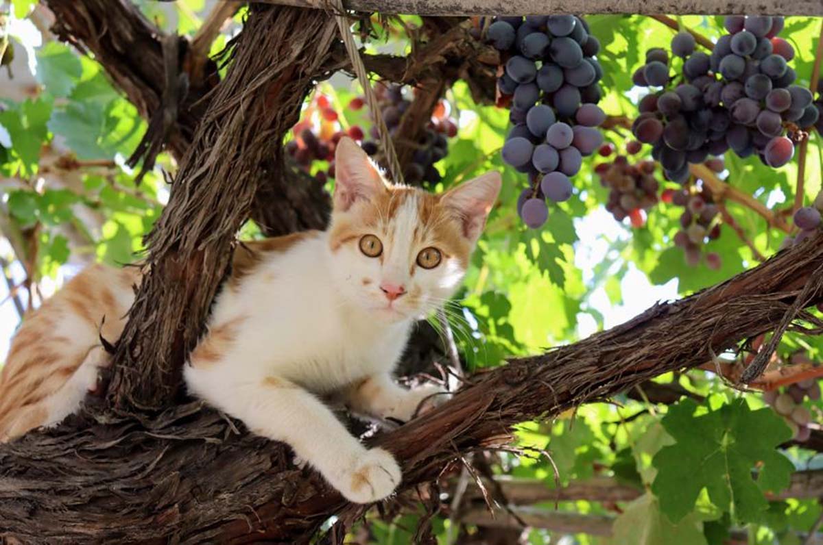 Kucing Ngiler Lihat Buah? Ini Dia 6 Jenis Tanaman Buah yang Aman Dikonsumsi Kucing tanpa Bikin Sakit