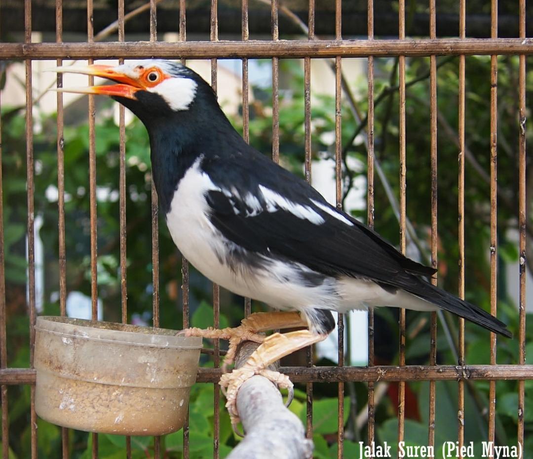 8 Rekomendasi Makanan Terbaik untuk Burung Jalak Suren Biar Makin Gacor