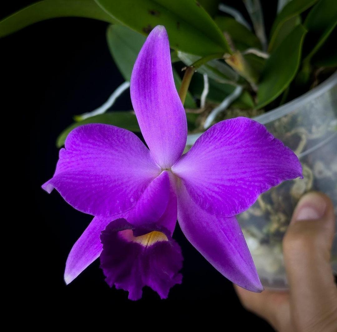 Tak Kalah  Menarik dari Kucai, Simak 4 Keunikan Anggrek Menjadi Incaran Pebisnis 