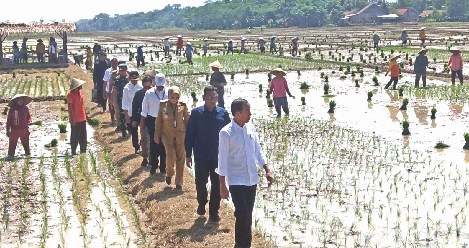 Presiden Jokowi Pantau Penanaman Padi di Desa Kaibahan Kecamatan Kesesi, Target Produktivitas Nasional Naik