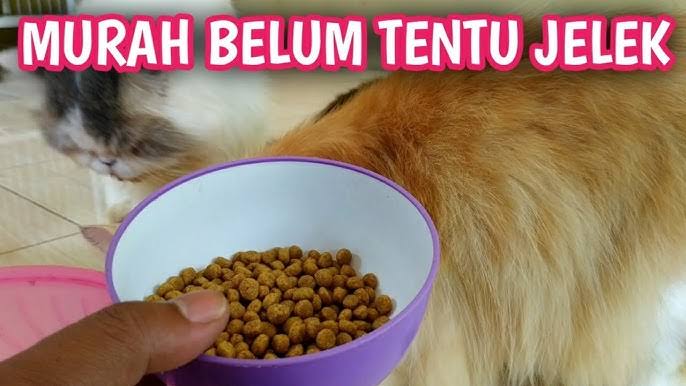 Dry food hotsell untuk kitten