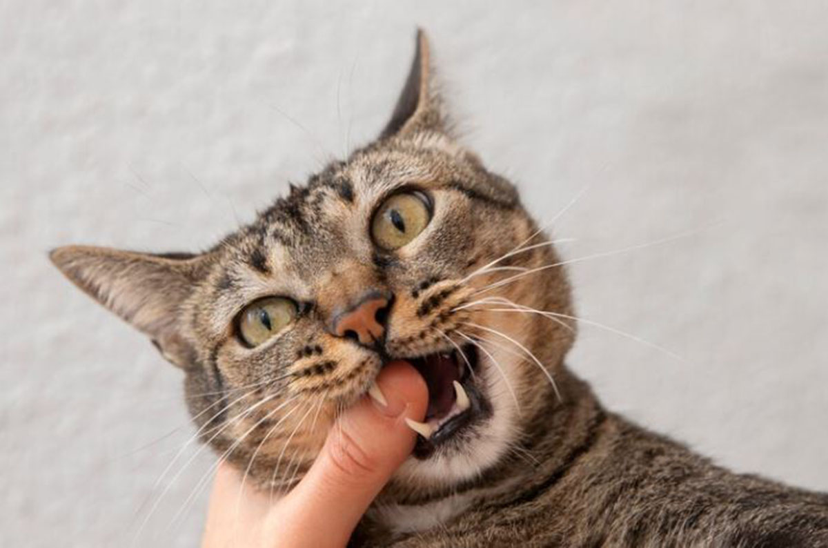 Mengenal Sifat Kucing Berdasarkan Warnanya: Mulai dari Si Pemalu, Si Ramah, dan Si Tegas yang Agresif