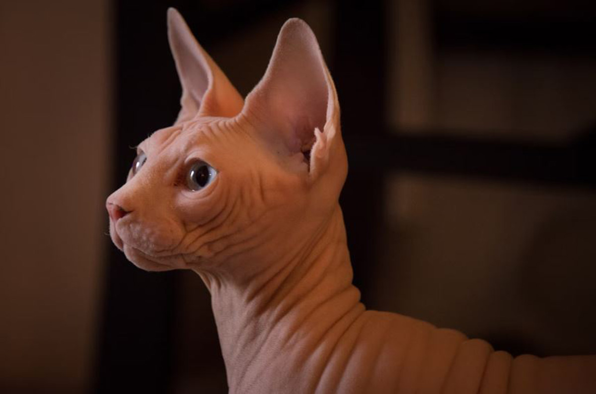 Inilah Sphynx, Jenis Kucing Raditya Dika yang Tidak Berbulu Tapi Harganya Selangit, Minat untuk Memeliharanya?