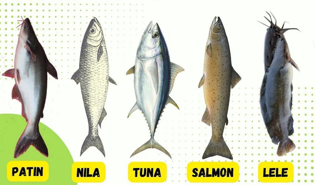 Manfaat Kandungan Nutrisi pada Ikan untuk Tubuh, Kira-kira Ikan apa yang Kalian Sukai?