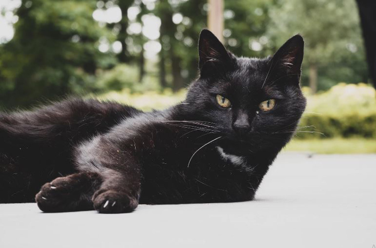 Ada Kucing! Berikut 5 Hewan Pembawa Rezeki Menurut Primbon Jawa yang Bisa Bikin Tajir Melintir