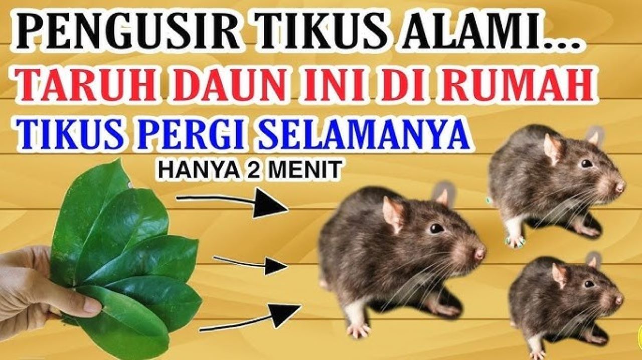 5 Jenis Tanaman yang Bikin Tikus Kabur dari Rumah