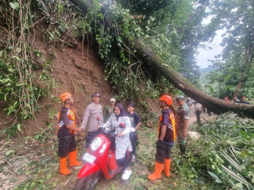 Pohon Tumbang Tutup Jalur Kajen - Kandangserang di Pegunungan Pekalongan