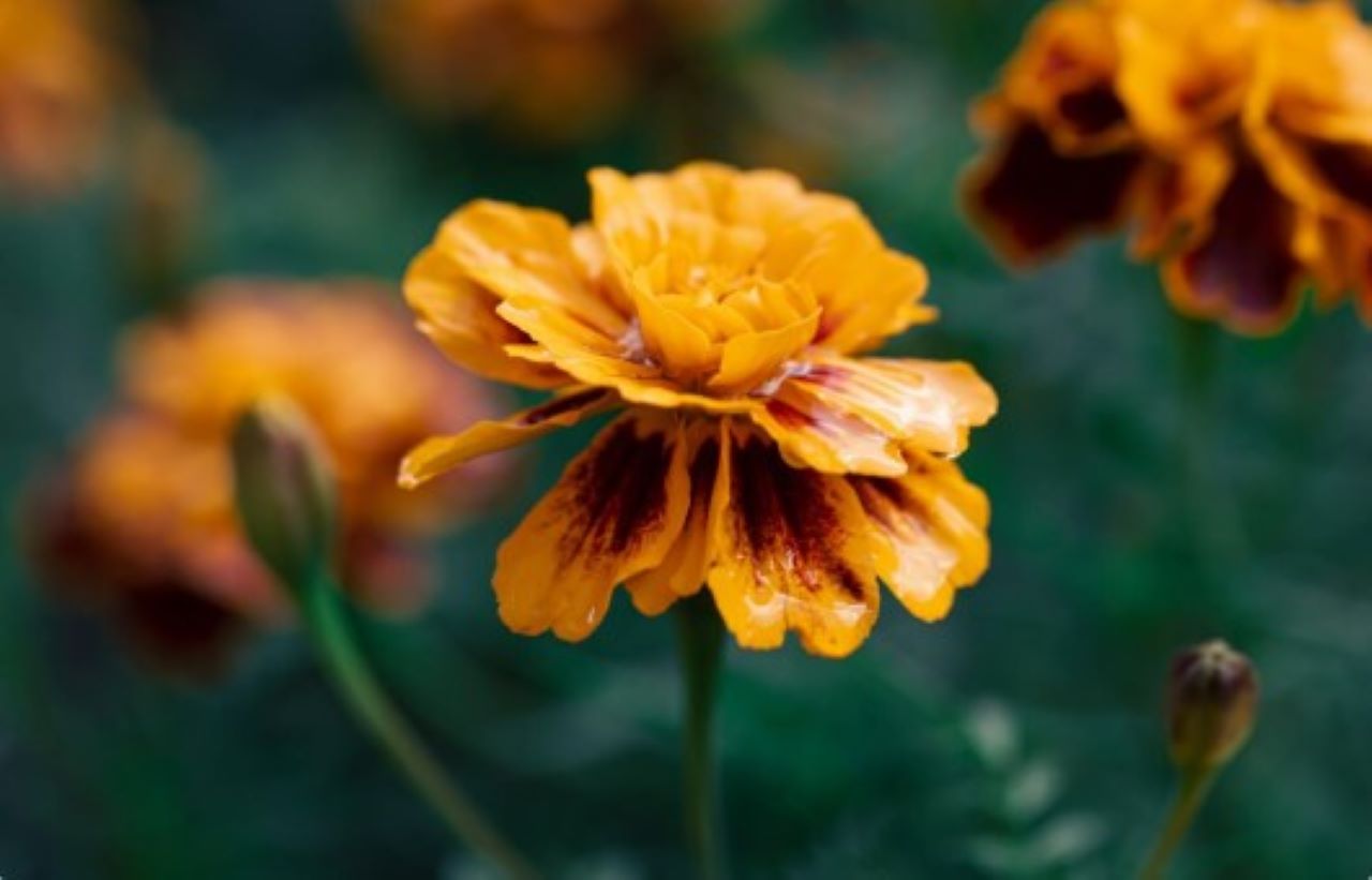 3 Jenis Tanaman yang Tidak Disukai Nyamuk Tapi Cantik, Cocok untuk Menghias Rumah