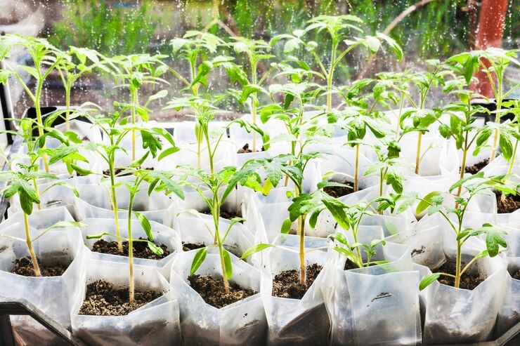 Cocok untuk Dijadikan Ide Bisnis, Inilah 10 Cara Menanam Cabe di Polybag agar Berbuah Lebat untuk Pemula