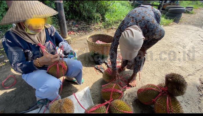  Pedagang 'Durian Celeng' Masih Bandel