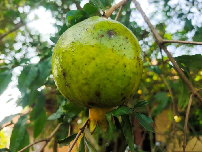 Inilah 11 Manfaat Buah Delima, Menurunkan Tekanan Darah, Mengobati Radang Sendi Hingga Meningkatkan Daya Ingat