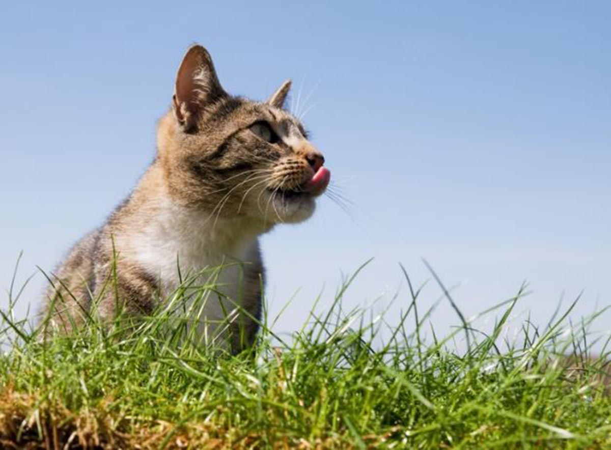 Jangan Asal Kasih! Ini 5 Jenis Rumput yang Baik untuk Kucing, Tanaman Menyehatkan dan Bisa Dirawat di Rumah