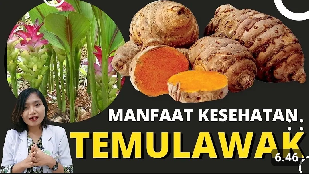 Ini Dia Berbagai Macam Khasiat Temulawak untuk Kesehatan Tubuh