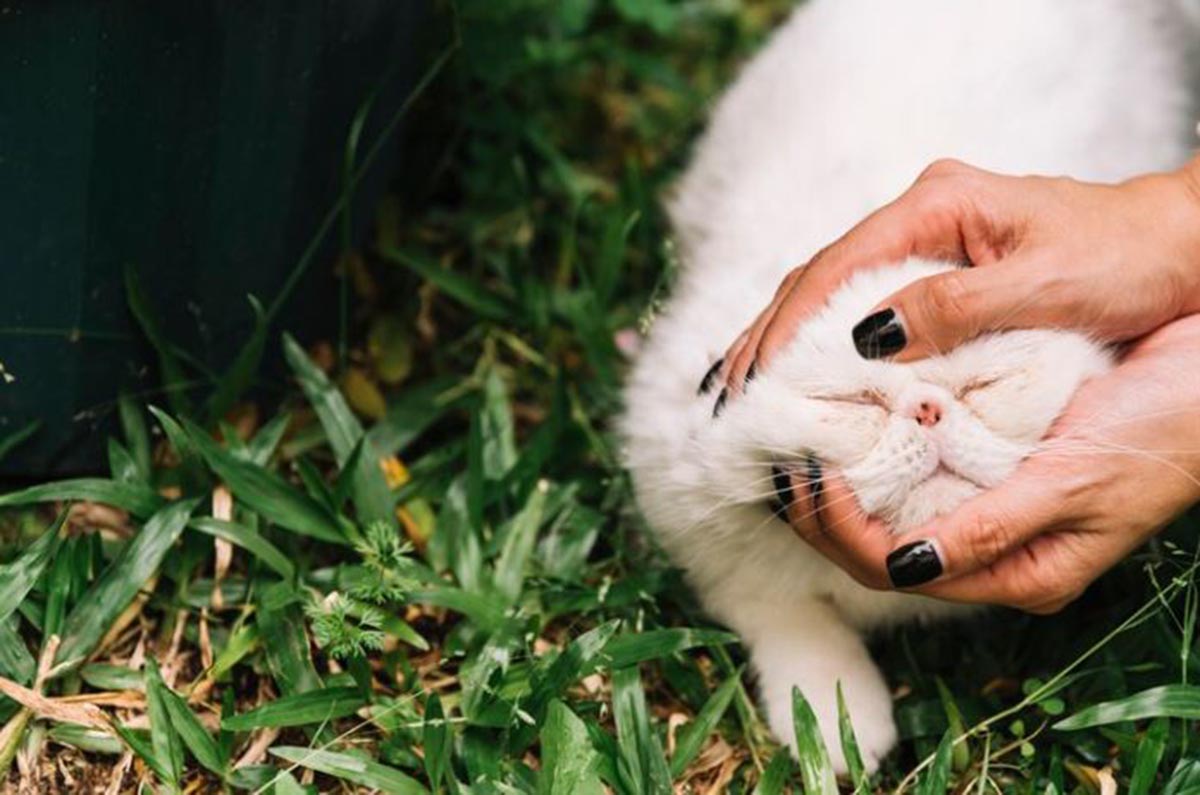 Inilah 6 Obat Cacing Kucing Tradisional yang Terbukti Efektif Tapa Efek Samping, Yuk Cobain!