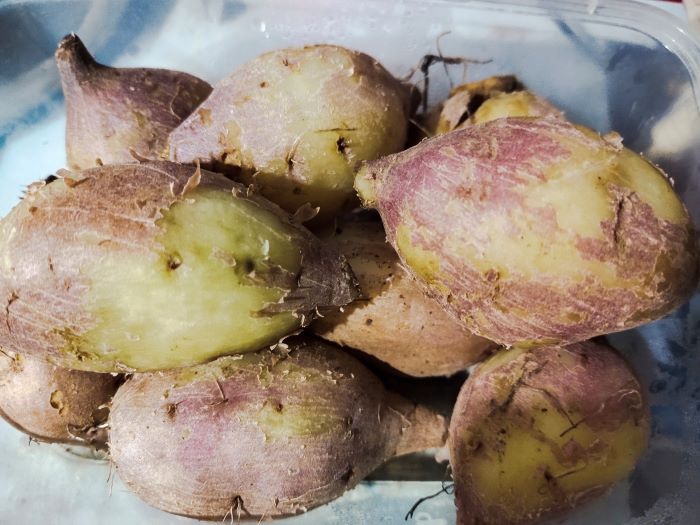 Jangan Remehkan Manfaat Ubi Jalar! Atasi Diabetes hingga Tingkatkan Kinerja Otak