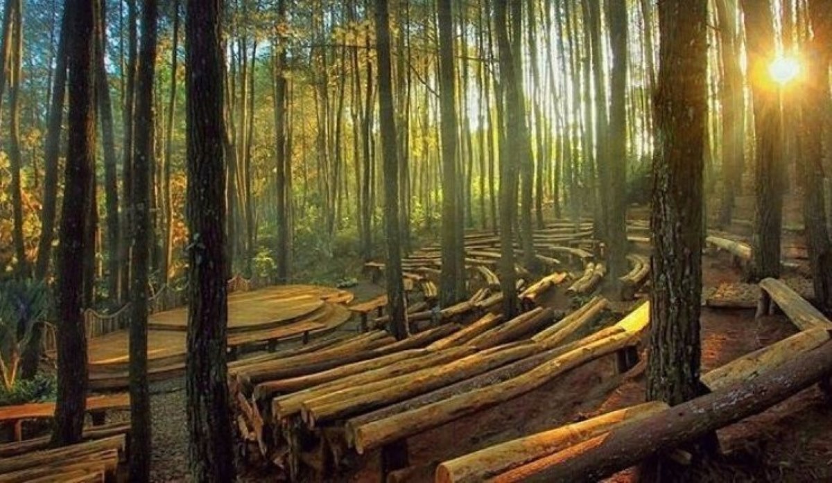 3 Destinasi Wisata Hutan Pinus yang Hits dan Instagrammable yang Terkenal akan Keindahannya di Indonesia!